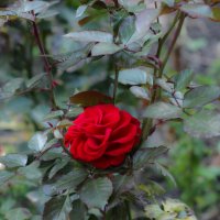 Осенняя роза :: Irene Irene