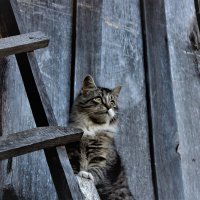 Кошка на лестнице :: Ирина Климченкова