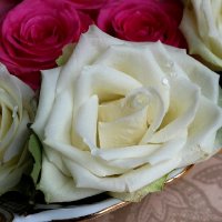 Праздничные розы, их 9 день :: Надежд@ Шавенкова
