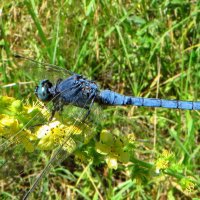 Стрекоза коричневая (лат. Orthetrum brunneum) относится к семейству Настоящих стрекоз (лат. Libellud :: Ivan Vodonos