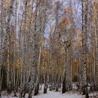 Акварель предзимья :: Анна Суханова