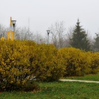 Сирень только начала сбрасывать листву. :: Татьяна Помогалова