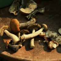 Разнообразие грибов :: san05 -  Александр Савицкий