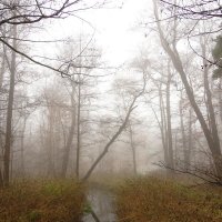 Ручей в тумане :: Андрей Снегерёв