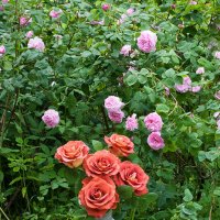 Терракотовые розы в саду :: Ольга Бекетова