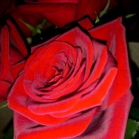 Роза всегда остается розой... :: Татьяна 