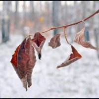 Первый снег :: **** vedin