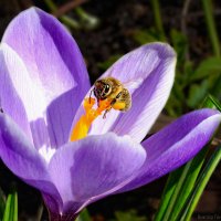 крокус,пчела :: Laryan1 