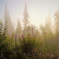 Поутру с туманом :: Сергей Чиняев 