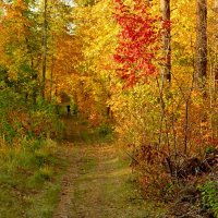 Осенняя прогулка в лесу :: Raduzka (Надежда Веркина)