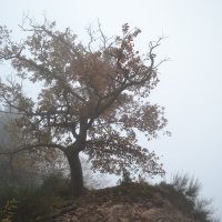 Дерево, туман :: Татьяна 