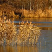 Осенняя растительность озера :: Андрей Снегерёв