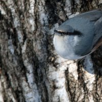 Поползень :: Владимир Безбородов