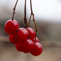 Осення ягода калина :: Роман Шаров