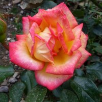 Роза Никитского Ботанического сада :: Лидия Бусурина
