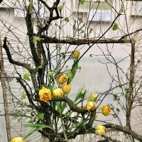 Тюльпаны :: Ирина Климченкова