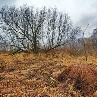 Ещё не зима, но уже и не осень. :: Юрий Митенёв