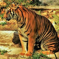 Украшение Зоопарка Барселоны-Бенгальский тигр :: Aida10 