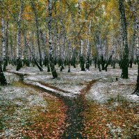 На распутье в осеннем лесу :: Mikhail Irtyshskiy