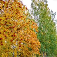 Осень :: gribushko грибушко Николай