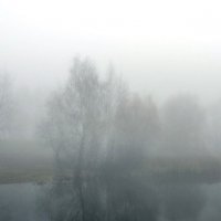 Бобр в тумане... :: Владимир Безбородов