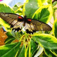 Необыкновенная бабочка :: Юрий Збанацкий