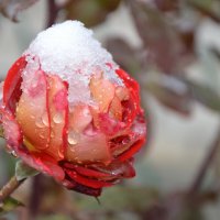 Как жаль! Замёрзнуть суждено красивой, милой розе... :: Надежда Куркина