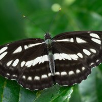 Скромные бабочки Окинавы: Neptis hylas :: Станислав С.