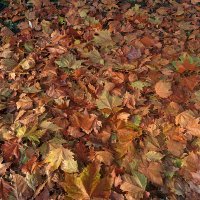 Осенние опавшие листья. :: Светлана Хращевская