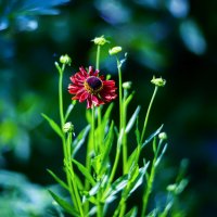 helenium :: Zinovi Seniak