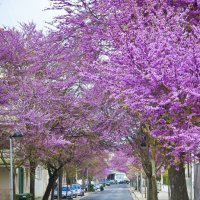 Пришла весна :: azambuja 