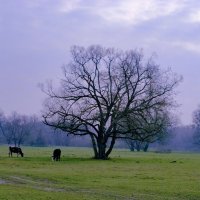 Коровки на Лугу :: Евгений 