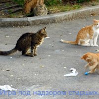 Кошки. :: Валерьян Запорожченко
