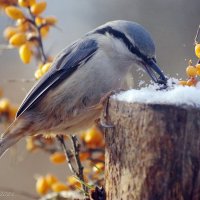 Поползень выбирает семечки :: Ирина Баскакова