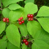 Жимолость лесная (Lonicera xylosteum) :: Raduzka (Надежда Веркина)