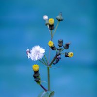 wild flowers :: Zinovi Seniak