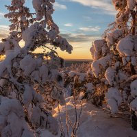 Зимнее утро :: Евгений Тарасов 