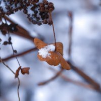 winter has come :: Zinovi Seniak