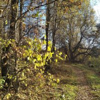 Осенью в лесу :: Елена Семигина