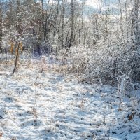 Первый снег. :: Алексей Трухин