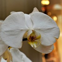 А в ГУМе всегда орхидеи встречают. :: Татьяна Помогалова