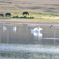 Лебеди ...На озере  Катырколь. :: Андрей Хлопонин