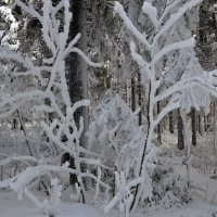 Красоты зимнего леса ! :: tamara *****