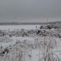 Озеро зимой :: Татьяна 