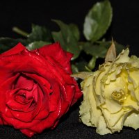 Две розы, полные огня :: Любовь 