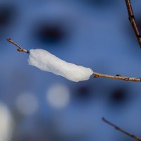 snow :: Zinovi Seniak