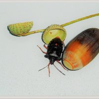 Древесный жук - настоящий  щитник с мощным хитиновым панцирем :: Ольга (crim41evp)