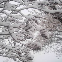 В снежных нарядах :: Елена Семигина
