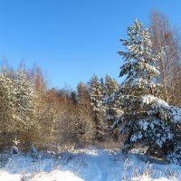 Дорожка в зимний лес :: Андрей Снегерёв