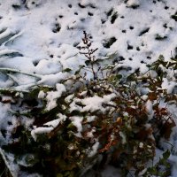 Зима в Южной Германии 25 :: Алексей Кузнецов